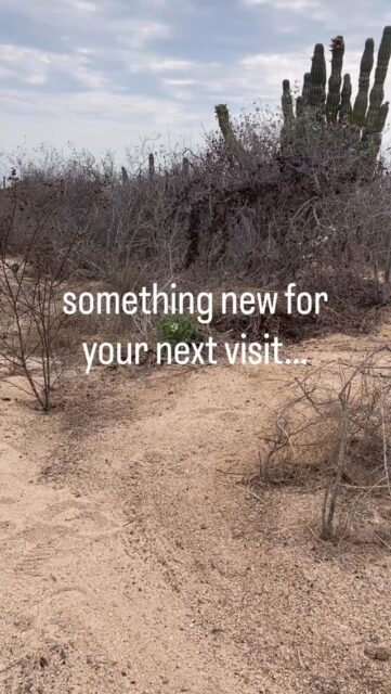 We took advantage of the cool weather and cloud cover today to work on the sculpture trail and make a new path to one of the largest cardón cactus we have on the property. Now when you visit you can get up close and personal with this amazing cardón that could be hundreds of years old! 🌵