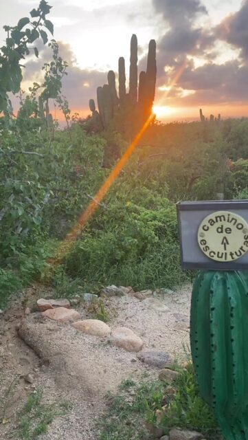 It’s a pretty special time in el desierto! 💚🌵💚Link in profile to book your visit! #whereartandnaturemeet